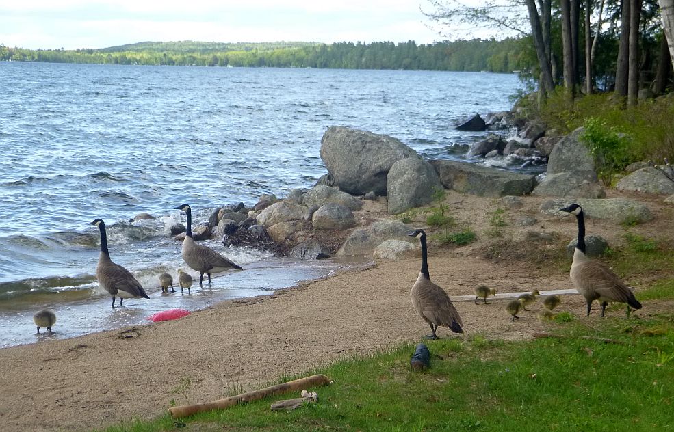 Two families of Canada geese gather on the shore of Great Pond. The goslings forage, while their parents keep a watchful eye.