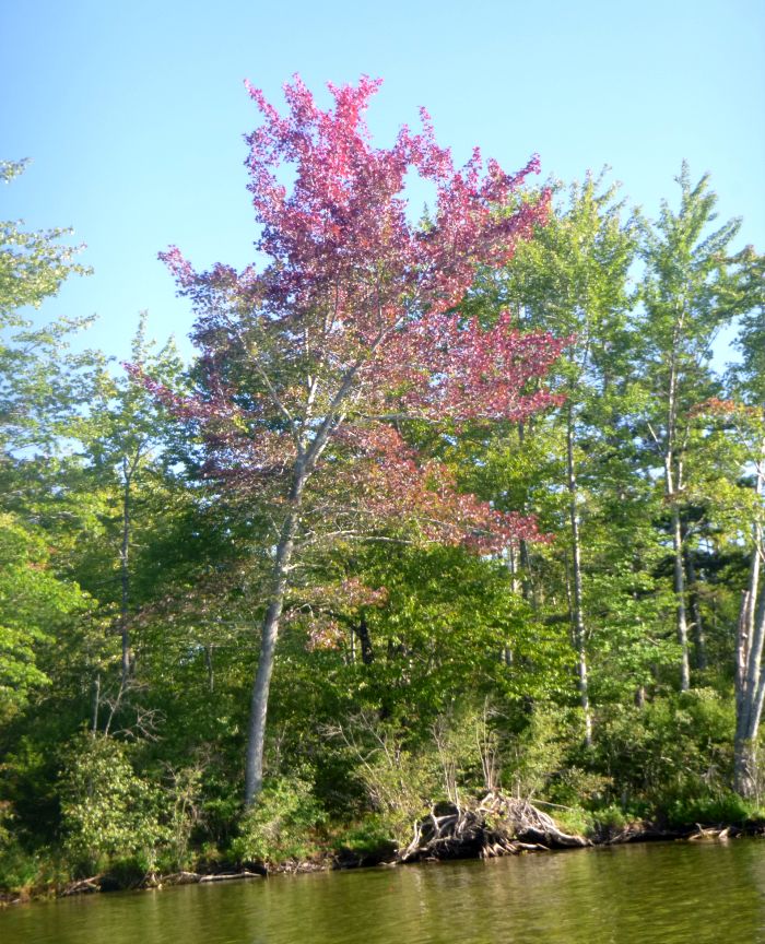A tree with red leaves surrounded by trees whose leaves are still green.